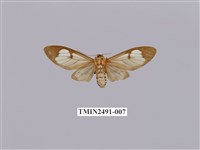 藏品(閃光玻燈蛾)的圖片